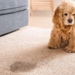 Pet Urine Odor Removal in Port St. Lucie: Why the Smell Keeps Coming Back