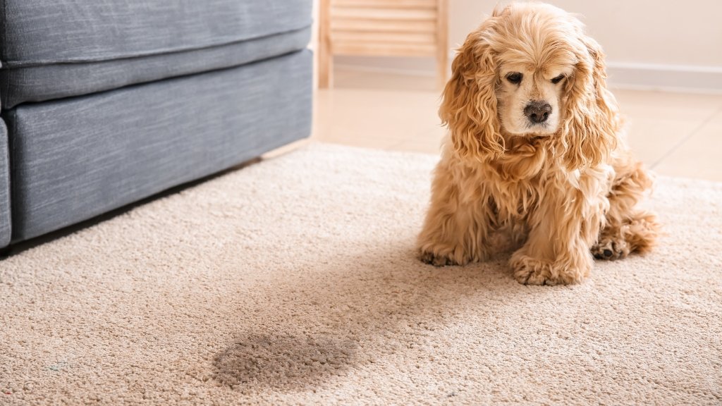 pet urine odor removal Port St. Lucie